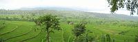 pano_rice_terasse 